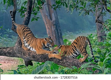 A tigress and her subadult cub plays on a branch of a fallen tree one early morning in Tadoba Andhari Tiger Reserve,India.