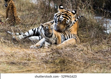 Tigress Mother Licks Her Baby Tiger