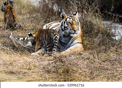 Tigress Mother Licks Her Baby Tiger