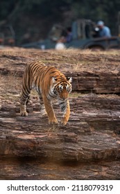 Tigress On Rocky Terrain And Tourist And Photographer On The Backdrop, Ranthambore Tiger Reserve, India