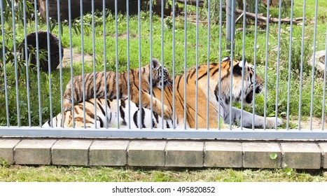   Tigress and playing a little tiger, cub,  living in a zoo - Powered by Shutterstock