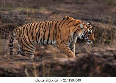 Tigress at Ranthambore Tiger Reserve, India