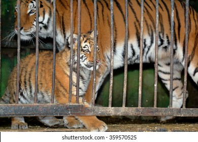 Tigress With Tiger Cub Behind Bars In A Zoo Cage