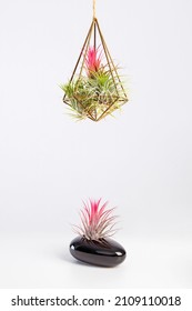 Tilandsia Ionantha Airplants In Metal Wire Geometric Terrarium On White Background