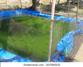 Tilapia And Catfish Pond Made From Plastic Tarp In Farm Land Area. 