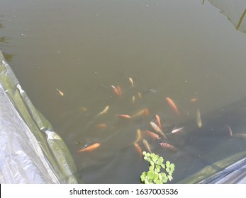 Tilapia And Catfish Pond Made From Plastic Tarp In Farm Land Area. 