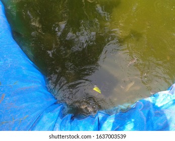 Tilapia And Catfish Pond Made From Plastic Tarp In Farm Land Area. 