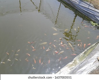 Tilapia And Catfish Pond Made From Plastic Tarp In Farm Land Area. 