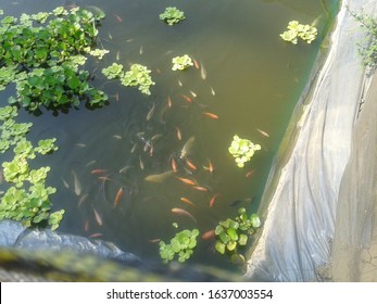 Tilapia And Catfish Pond Made From Plastic Tarp In Farm Land Area. 