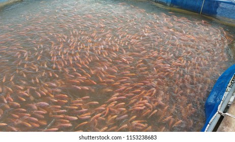 Tilapia Culture Cage Stock Photo 1153238683 | Shutterstock