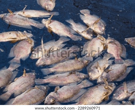 Tilapia fish died in the river cages in Thailand
