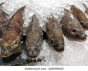 Tilapia Fish Fresh On Ice At Super Market For Sale. 