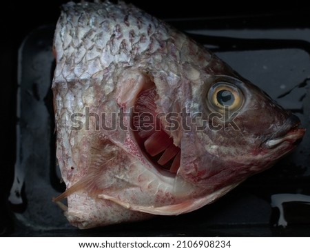 Tilapia Fish Head Raw Food Photography Image