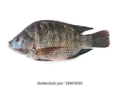 Tilapia Fish Isolated On White