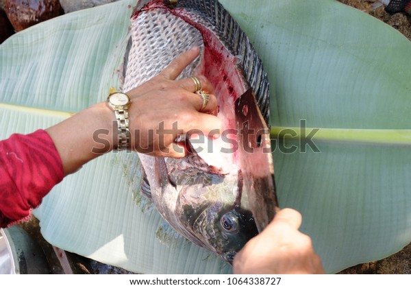 Tilapia fish on the banana leaf was\
eviscerated with a knife, fish market, folk\
market.