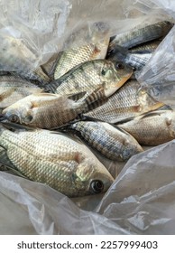 tilapia fish in a plastic bag - Shutterstock ID 2257999403