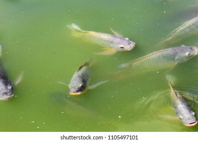 Tilapia Fish Pond Stock Photo 1105497101 | Shutterstock