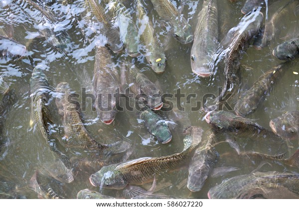 Tilapia Fish Pond Stock Photo Edit Now 586027220