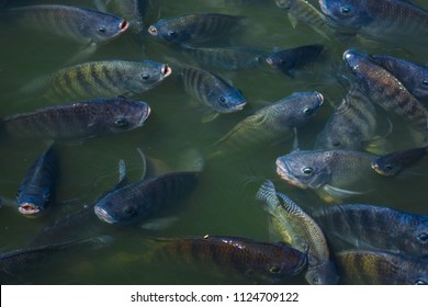 11,244 Tilapia roja Images, Stock Photos & Vectors | Shutterstock