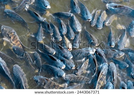 tilapia, many fish that have economic value in the agricultural industry