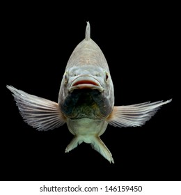 Tilapia Mozambique Tilapia Oreochromis Mossambicus Isolated Stock Photo ...