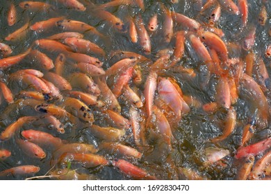 10,873 Red tilapia fish Stock Photos, Images & Photography | Shutterstock