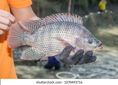 Tilapia On Hand