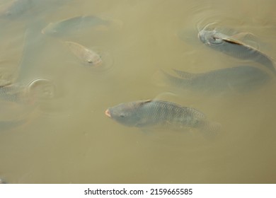 328 Tilapia School Images, Stock Photos & Vectors | Shutterstock