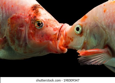 Tilapia Team Kissing Underwater High Quality Aquarium Studio Shot Joyful Hug Wildlife Love Tilapia Animal Erotic Emotion White Team Scenery Couple Gathering Fish Mating Aquarium Face Wilderness Red Ea