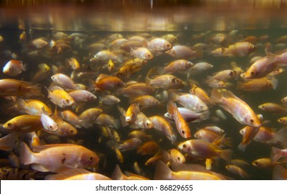 Tilapia Underwater At A Fish Farm