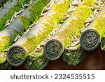 The tile and roof covered by moss in Lingyin temple.  A Buddhist temple of the Chan sect located north-west of Hangzhou.
One of the largest and wealthiest Buddhist temples in China.