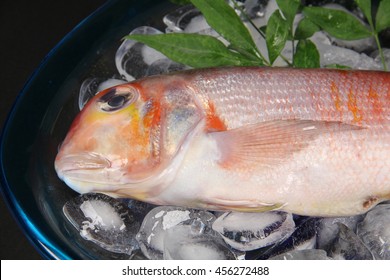 Tilefish