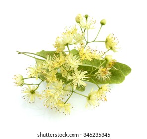 716 Tilia platyphyllos Images, Stock Photos & Vectors | Shutterstock