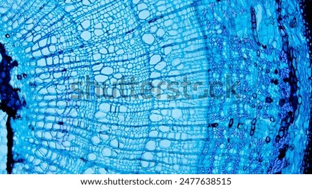 Tilia Stem under Optical Microscope