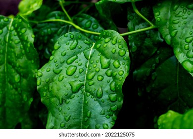tiliacora traindra leaf's on rain drops 