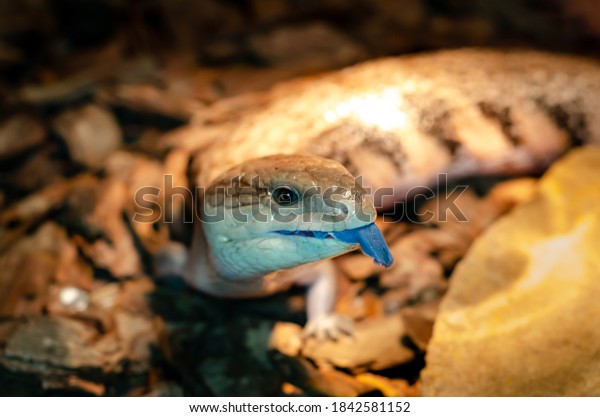 Tiliqua scincoides (common blue-tongued\
skink, blue-tongued lizard, common\
bluetongue)