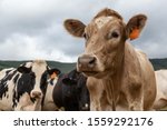 Tillamook County, Oregon, United States. A herd of Cows on a Farm during a cloudy summer day.