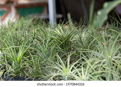 Tillandsia Air Plant, Air Plant Hanging Fresh In The Garden.