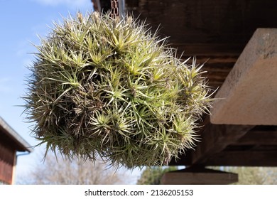 Tillandsia Bergeri In The Sunny Garden. Air Plant Hanging On A Chain.