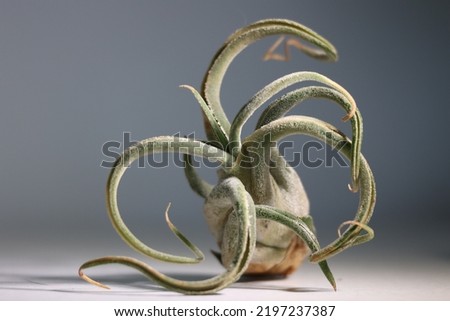 Tillandsia caput medusa, an epiphytic air plant