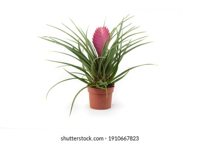 Tillandsia Cyanea, Pink Quill, Air Plant In A Pot, Isolated, White Background