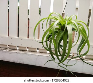 Tillandsia Eric Knobloch Green Air Plant Very Beautiful Air Plant Hanging In The Garden