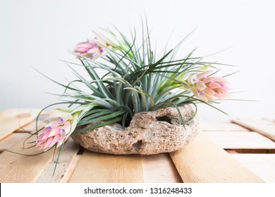 Tillandsia. Idea For Home And Table Decoration By Used Tillandsia, Driftwood, Bromeliad. Indoor Garden Ideas 