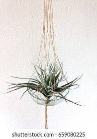 Tillandsia In Macrame Plant Hanger . On A White Background