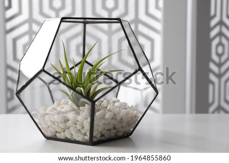 Tillandsia plant in florarium on white table. House decor