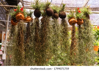 186 Bearded hermit tree Images, Stock Photos & Vectors | Shutterstock