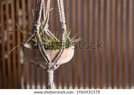 Tillandsia plants hanging on blurred background, space for text. House decor