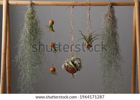 Tillandsia plants hanging on wooden rack against grey background. House decor