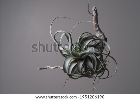 Tillandsia Xerographica setting on wood stick in isolated grey background. Tillandsia Xerographica is a species in the genus Tillandsia.