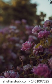 Tilt Shift Image Of Pink And White Rose Background With Deep Greenery And Dark Leafs. Floral Background Of Garden Roses.